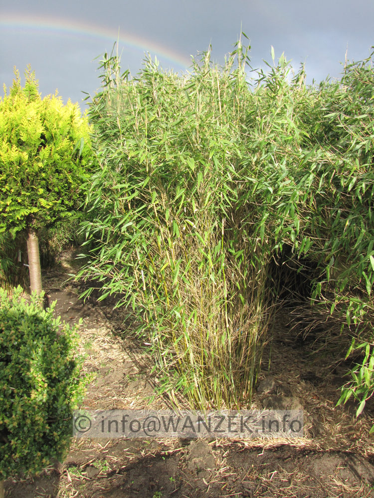 Fargesia 1x2,5m nach dem Winter.JPG